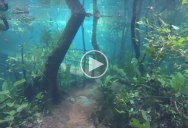 Flooding in Brazil Turns Nature Trail Into Surreal Underwater Fantasy World