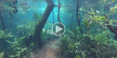 Flooding in Brazil Turns Nature Trail Into Surreal Underwater Fantasy World