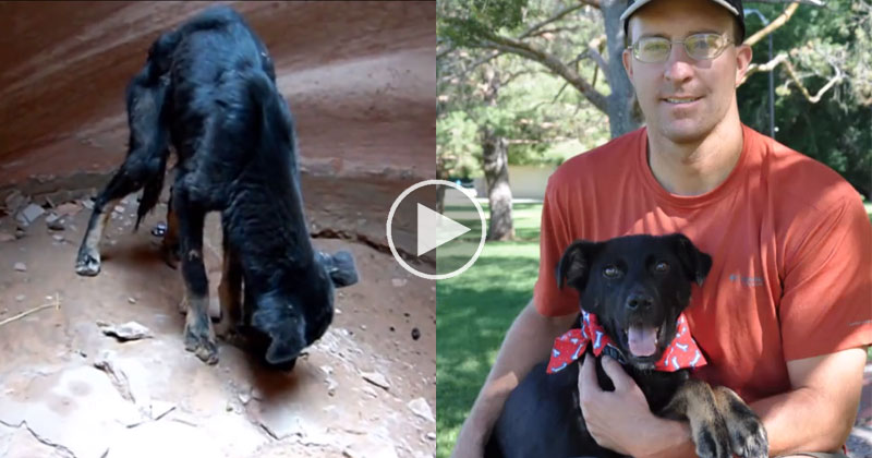Guy Rescues Dog Abandoned at the Bottom of a 350 ft Canyon and Now They’re Best Buds