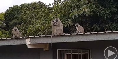 The Amazing Moment a Wild Baby Monkey is Reunited with his Family