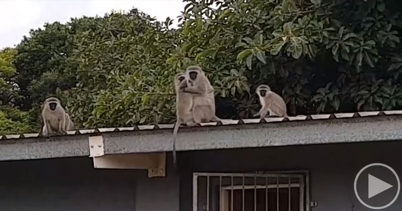 The Amazing Moment a Wild Baby Monkey is Reunited with his Family