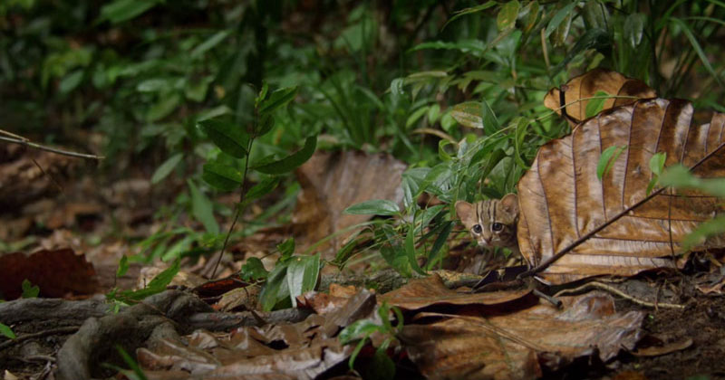 The World’s Smallest Cat is Ridiculously Adorable and there are Photos ...