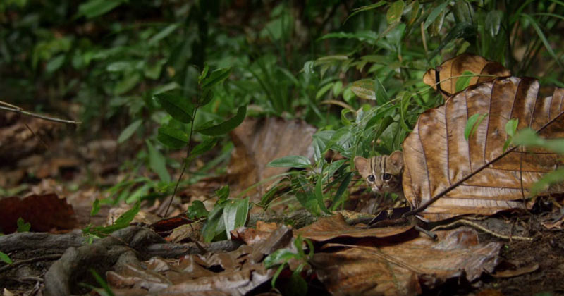 The World's Smallest Cat is Ridiculously Adorable and there are Photos to Prove It