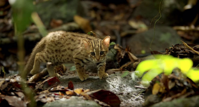 The World’s Smallest Cat is Ridiculously Adorable and there are Photos ...