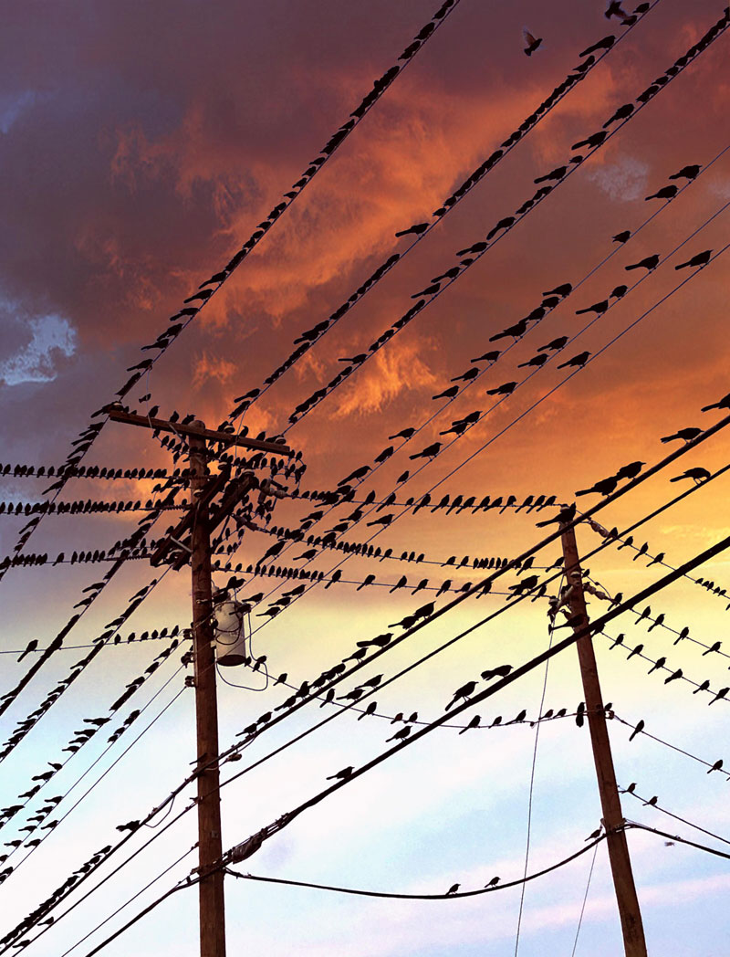 birds on a wire Birds on a Wire