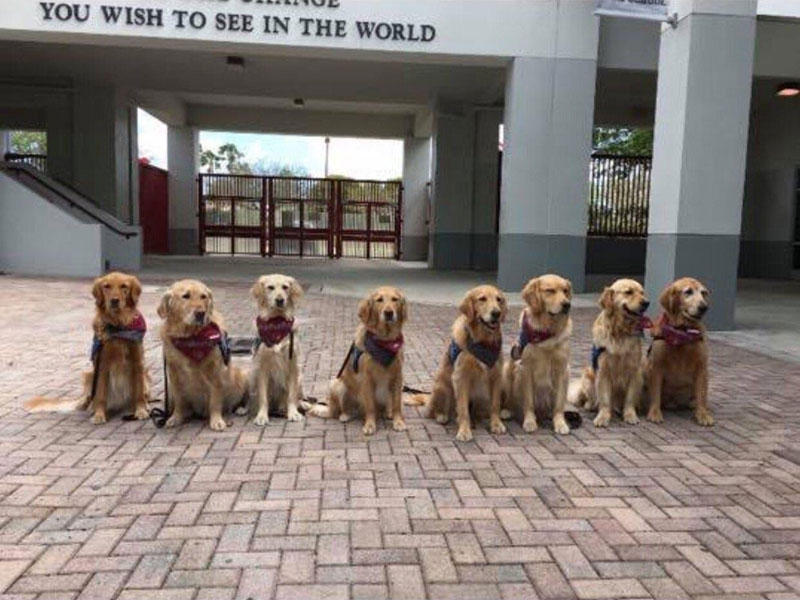 therapy dogs waiting to welcome back the parkland high school students Therapy Dogs Waiting to Welcome Back the Parkland High School Students