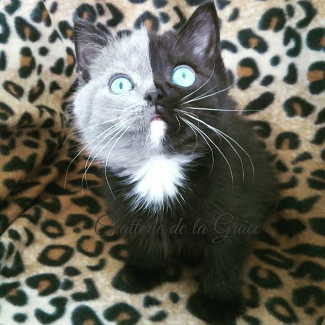 two toned cat narnia stephanie jimenez 2 I Cant Stop Staring at This Two Toned Cat With Blue Eyes (15 Pics)