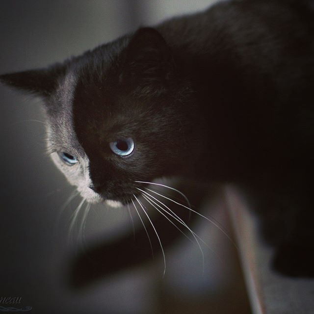 two toned cat narnia stephanie jimenez 9 I Cant Stop Staring at This Two Toned Cat With Blue Eyes (15 Pics)