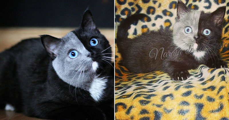 I Can't Stop Staring at This Two Toned Cat With Blue Eyes (15 Pics)