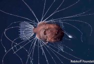 Ultra Rare Footage of Mating Deep-Sea Anglerfish Stuns Biologists