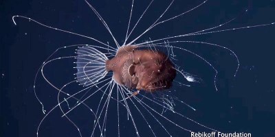 Ultra Rare Footage of Mating Deep-Sea Anglerfish Stuns Biologists