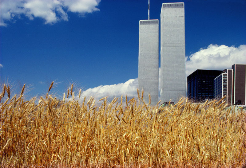 wheatfield by agnes denes 3 In 1982, An Artist Harvested Two Acres of Wheat on Land Worth $4.5 Billion