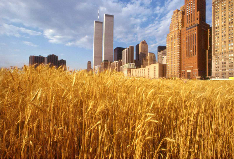 wheatfield by agnes denes 71 In 1982, An Artist Harvested Two Acres of Wheat on Land Worth $4.5 Billion
