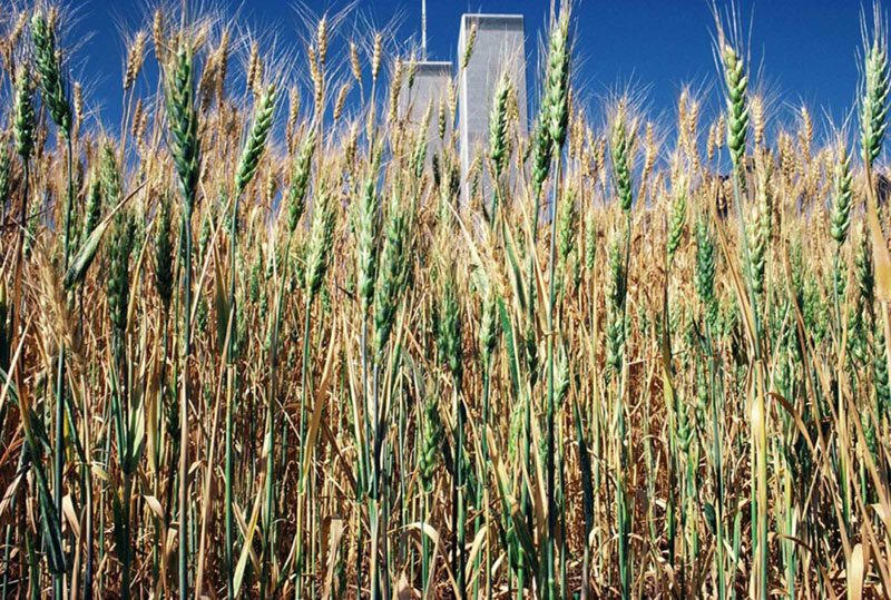 wheatfield by agnes denes 8 In 1982, An Artist Harvested Two Acres of Wheat on Land Worth $4.5 Billion