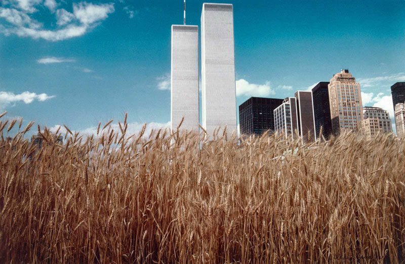 wheatfield by agnes denes 9 In 1982, An Artist Harvested Two Acres of Wheat on Land Worth $4.5 Billion