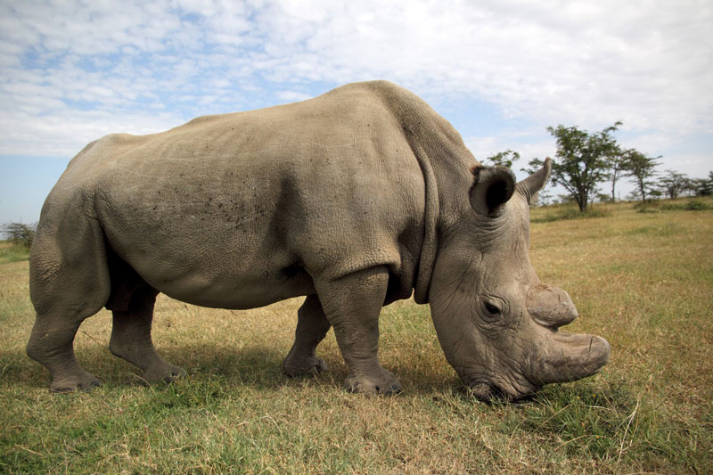 worlds last white rhino sudan dies Sudan, the Worlds Last Male Northern White Rhino, Dies at 45