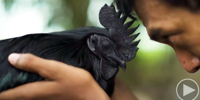 This All Black Chicken is Pure Metal