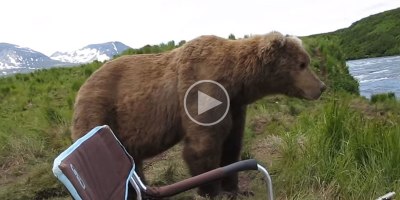 Chill Bear Casually Sits Next To Guy Beside River