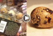 Guy Incubates Quail Egg He Bought at a Supermarket and Holy Sh*t