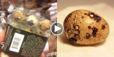 Guy Incubates Quail Egg He Bought at a Supermarket and Holy Sh*t