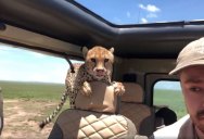 Guy On Safari Has Extremely Close Encounter With Cheetah In The Serengeti