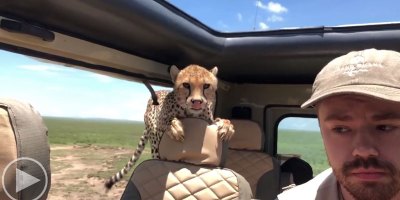 Guy On Safari Has Extremely Close Encounter With Cheetah In The Serengeti