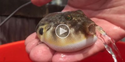 In Case You've Never Seen a Puffer Fish Releasing Water Before