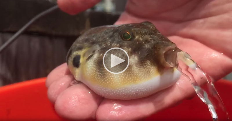 In Case You've Never Seen a Puffer Fish Releasing Water Before