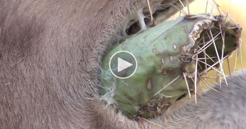 In Case You've Never Seen a Camel Eating a Cactus Before