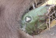 In Case You’ve Never Seen a Camel Eating a Cactus Before…