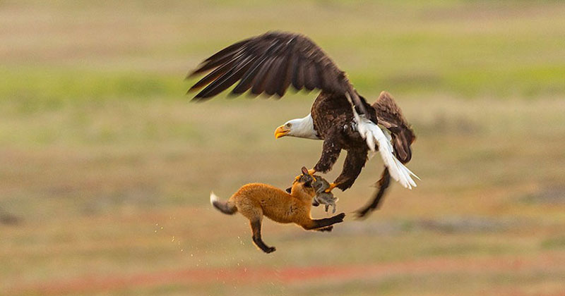 Photographer Captures Mid-Air Food Fight Between Eagle and Fox