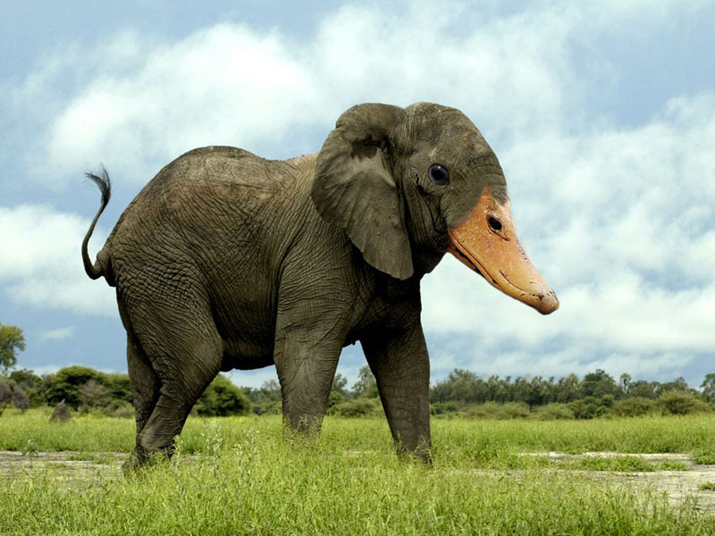 elephuck This Guy Combines Animals in Photoshop and Now I Dont Know Whats Real