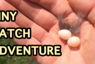 Guy Incubates Tiny Eggs From an Abandoned Nest and That’s Just the Start