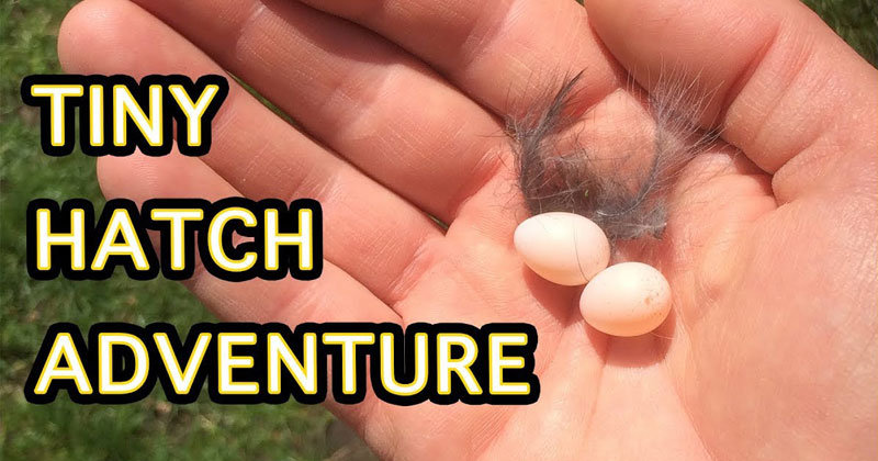 Guy Incubates Tiny Eggs From an Abandoned Nest and That’s Just the Start