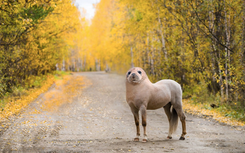 horseal This Guy Combines Animals in Photoshop and Now I Dont Know Whats Real