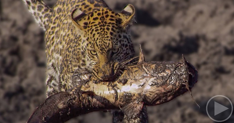 Rare Footage Shows Family of Hungry Leopards Teaching Themselves How to