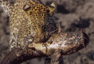 Rare Footage Shows Family of Hungry Leopards Teaching Themselves How to Fish