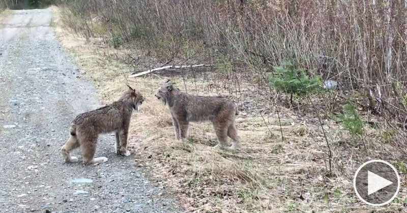 Man Stumbles Upon Two Lynxes Having an Intense Debate About Politics