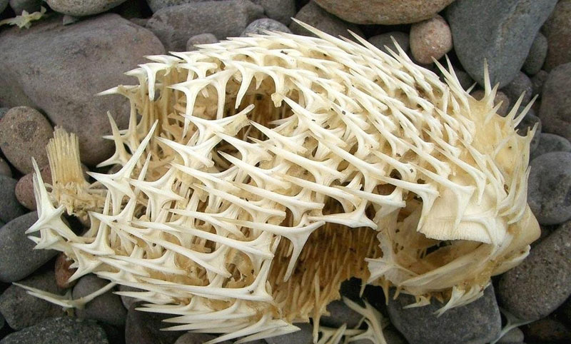 In Case You’ve Never Seen a Porcupinefish’s Skeleton Before