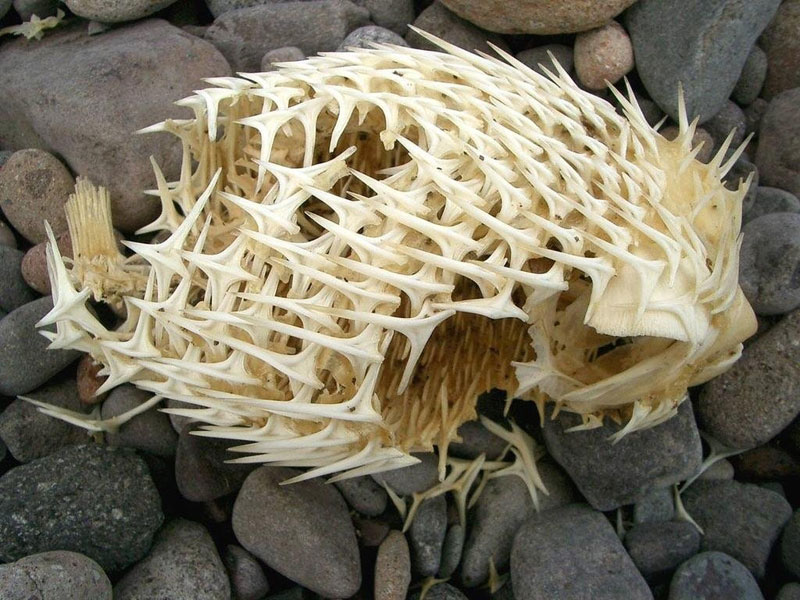 pufferfish blowfish porcupinefish skeleton In Case Youve Never Seen a Porcupinefishs Skeleton Before