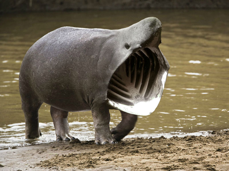 sharkopotamus This Guy Combines Animals in Photoshop and Now I Dont Know Whats Real