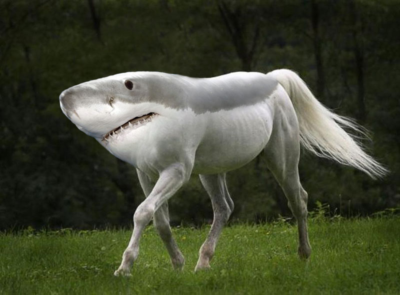 shorse This Guy Combines Animals in Photoshop and Now I Dont Know Whats Real