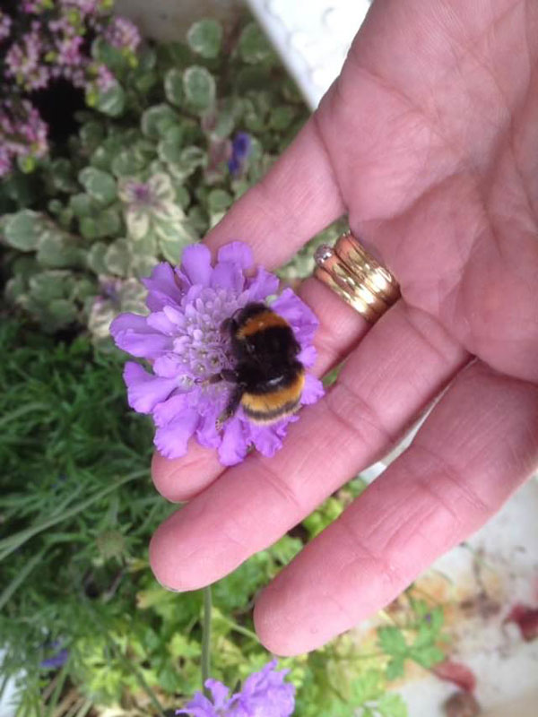 woman rescues wingless queen bee builds her a tiny garden to live out final days 12 Woman Rescues Wingless Queen Bee; Builds Her a Tiny Garden to Live Out Final Days