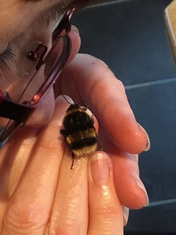 woman rescues wingless queen bee builds her a tiny garden to live out final days 5 Woman Rescues Wingless Queen Bee; Builds Her a Tiny Garden to Live Out Final Days