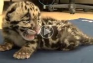 Baby Leopard Lets Out First Mighty Roar