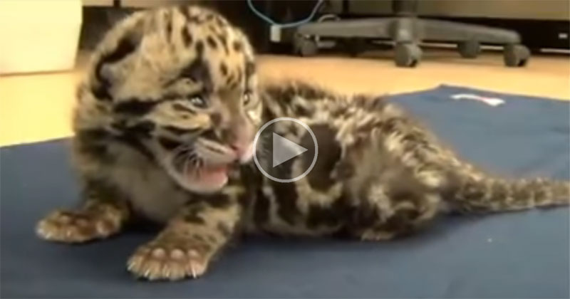 Baby Leopard Lets Out First Mighty Roar