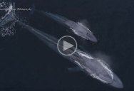 Drone Captures Blue Whale Mom and Calf Playing with Bottlenose Dolphins from Above