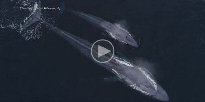 Drone Captures Blue Whale Mom and Calf Playing with Bottlenose Dolphins from Above