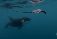 Diver Captures Rare Footage of Orca Deftly Using Tail to Stun Stingray