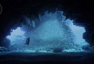 The Underwater Cinematography in This BBC Clip is Incredible